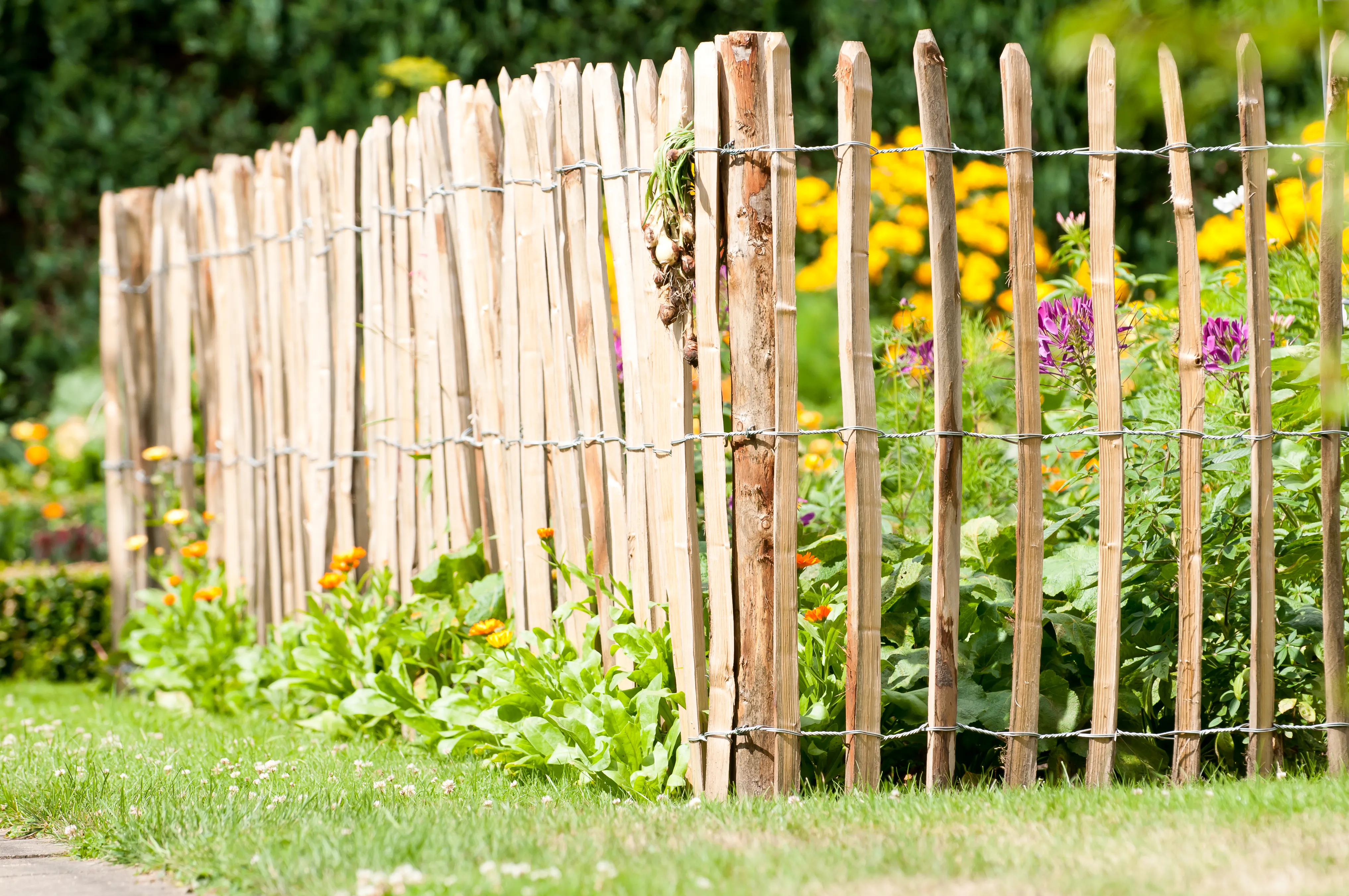 \\APP\OnlineShop\Garten & Freizeit\Zäune\65210115.jpg