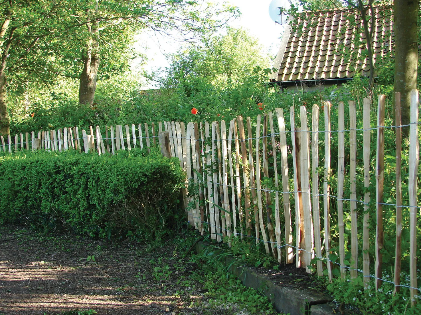 Englische Kastanienzaun, 3 Dr&auml;hte